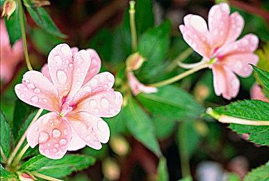 《宝可梦传说 Z-A》新预告片发布 御三家已确定